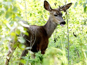 A deer munches on leaves along a trail in Edmonton's Whitemud Park, Thursday, June 16, 2022.
