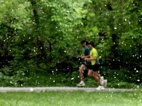 Joggers make their way through a flurry of poplar tree seeds in Edmonton's Kinsmen Park, Thursday, June 16, 2022.