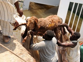 Man hoist a sodden sheep to safety after it was rescued from the ship Badr 1 , which sank in Sudan's Red Sea port of Suakin, drowning most animals on board, on June 12, 2022. AFP via Getty Images
