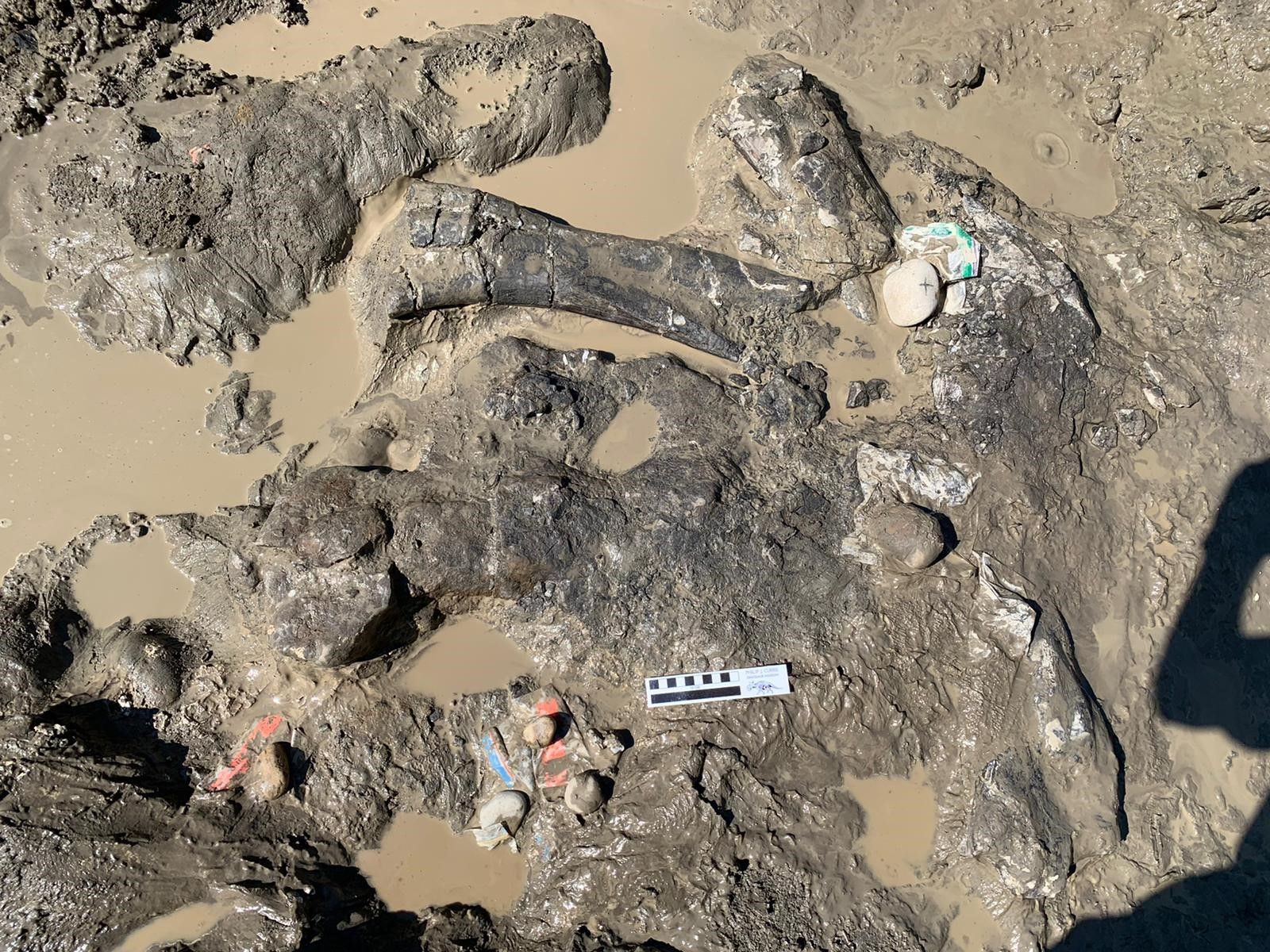 Dinosaur bones, teeth among fossils unearthed near Grande Prairie |  Edmonton Journal