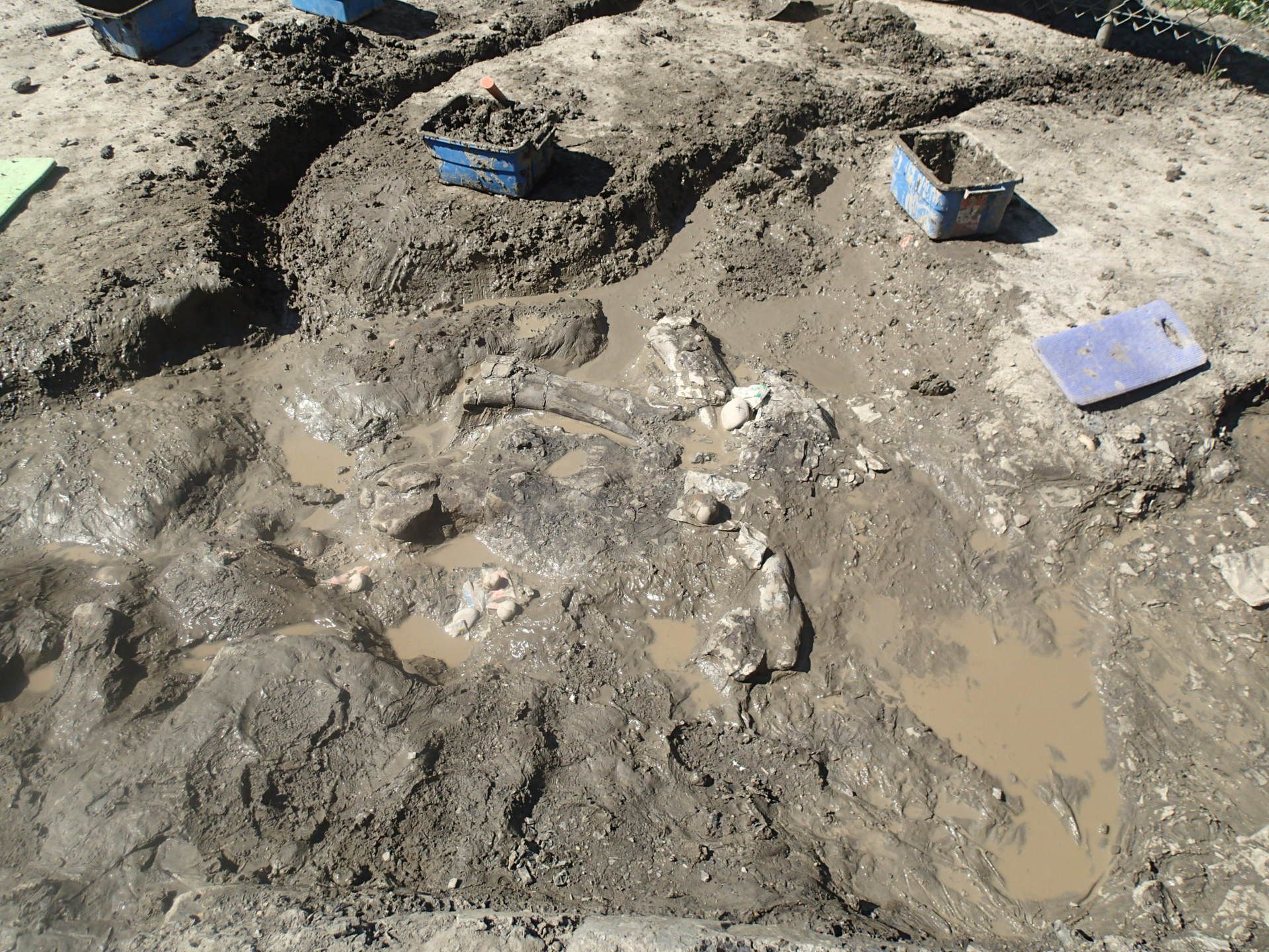 Dinosaur bones, teeth among fossils unearthed near Grande Prairie |  Edmonton Journal