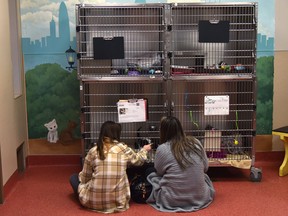 Rhonda Anders with daughter Mya, 15, checking out a kitten as they were the first ones in the door as the Edmonton Humane Society (EHS) reopened its doors for walk-in adoptions, after over two years operating by appointment only.