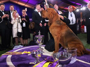 Heather Buehner and Trumpet the Bloodhound sit in the winners circle after winning Best in Show at the annual Westminster Kennel Club dog show at the Lyndhurst Estate on June 21, 2022 in Tarrytown, New York.
