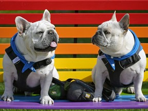 Two French bulldog brothers named Chewie (left) and Chase stop for a rest on a bench while taking their human Glen Vallance out for a walk in downtown Edmonton on Tuesday, June 28, 2022.