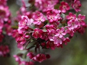 The trees begin to blossom in Edmonton’s George F Hustler Memorial Plaza, 9815 95 St., Wednesday, May 25, 2022.