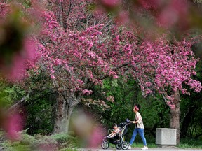 Sandy McRory and daughter Maysie, 2, check out the trees as they begin to blossom in Edmonton’s George F Hustler Memorial Plaza, 9815 95 St., Wednesday, May 25, 2022.