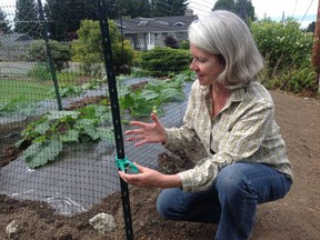 Donna Blazer of the Calgary Horticultural Society demonstrates how plastic netting can be used to protect plants from being rabbit food.