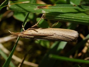 Sod webworm moths will fly out of the grass when you walk or mow through it.