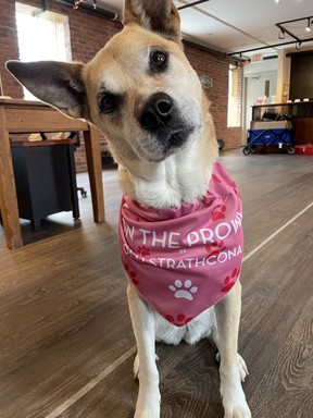 Old Stathcona Business Association's Pet Prowl starts at noon Saturday at, uh, SouthBARK - 8122 106 St.