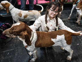 A young girl kneels with her Bracco Italiano on day 2 of the Cruft's dog show at the NEC Arena on March 6, 2020 in Birmingham, England.