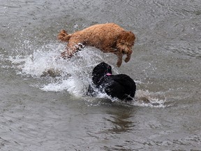 Dogs play on the beach in Buena Vista Park in Edmonton, on Sunday, July 24, 2022.