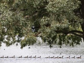 Edmonton weather: Get into bed, stay there until the rain stops A line of geese swim past a tree in Hawrelak Park in Edmonton, Alberta, July 4, 2022.