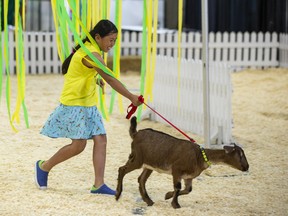 Bryana ,9, takes part in the goat obstacle course with Peaches the goat on Wednesday, July 27, 2022 during  K-days in Edmonton.    Greg Southam-Postmedia