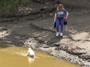 Edmonton weather: Get into bed, stay there until the rain stops A small dog stops in Edmonton for a drink on the North Saskatchewan River at Gold Bar Park on Monday, July 4, 2022.