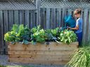 Raised beds offer countless benefits to gardening.