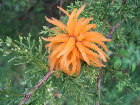 Cedar apple rust, shown above, and Hawthorn rust are closely related and both send out gelatinous appendages.