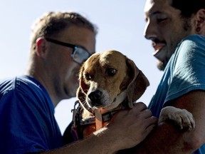A veterinary technician carry beagles into Paw Prints Animal Hospital on August 08, 2022 in Waldorf, Maryland.