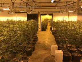 On Tuesday, July 19, 2022, the Edmonton Police Service (EPS) seized approximately $3.3 million dollars in illegal cannabis plants and products following a five-month long investigation into a local online cannabis retailer. Supplied/Edmonton Police Service