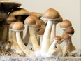 Psilocybin mushrooms.