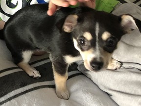 Striker, ein Chihuahua-Welpe, der aus einer Tierhandlung in Whitecourt gestohlen wurde, bevor das Geschäft am zweiten Weihnachtstag 2019 in Brand gesteckt wurde. Thomas Berube gab zu, das Tier getötet zu haben, als er feststellte, dass gegen ihn wegen der Flammen ermittelt wurde.