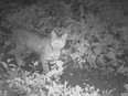 A nocturnal bobcat on the prowl in an image identified via the city's Calgary Captured project, which has set up 62 cameras in 16 parks city-wide. Supplied photo