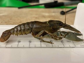 Parks Canada officials captured a northern crayfish near a stream flowing into Bow Lake in Banff National Park on Saturday, August 6, 2022.