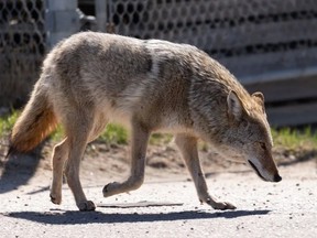A coyote travels through an industrial park in Edmonton in April 2021.