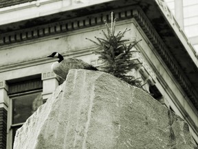 A Canada Goose atop Catherine Burgess' and Sandra Bromley's The Big Rock sculpture on Rice Howard Way.