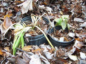 Grouping potted perennials or shrubs together and covering them up with a thick layer of leaves is a good method for protecting plants from the wrath of Old Man Winter.