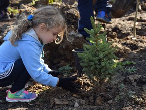 Katelyn Slater adds handfuls of earth to the base of a newly-planted spruce tree.