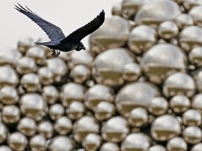 A crow flies past the Talus Dome public art installation near the Quesnell Bridge in Edmonton on Thursday, September 29, 2022.
