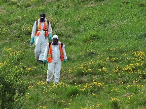 Workers spray the weeds along Fox Drive in Edmonton, June 4, 2021.