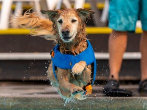 Sadie the golden retriever takes part in the Edmonton Humane Society’s annual dog dive at the Oliver Pool on Saturday, Sept. 3, 2022, in Edmonton. With temperatures expected to hit 34 C it was a good place to be.