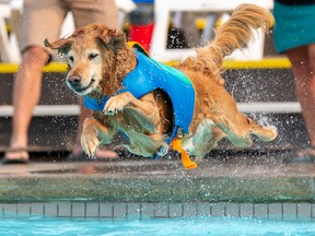 Sadie the Golden Retriever participates in the Edmonton Humane Society's annual Dog Dive at the Oliver Pool on Saturday September 3, 2022 in Edmonton.  With temperatures expected at 34C this was a good place to stay.  Greg Southam - Postmedia