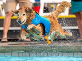 Sadie the Golden Retriever participates in the Edmonton Humane Society's annual Dog Dive at the Oliver Pool on Saturday September 3, 2022 in Edmonton. With temperatures expected at 34C this was a good place to stay. Greg Southam - Postmedia
