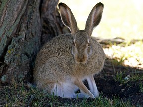 A hare takes refuge under the shade of a tree as temperatures climbed to 32 C degrees in Edmonton on Friday September 2, 2022. A heat warning is in effect for the region and temperatures are expected to soar to 34 C degrees on Saturday.