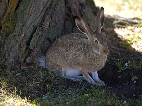 A hare takes refuge under the shade of a tree as temperatures climbed to 32C degrees in Edmonton on Friday September 2, 2022. A heat warning is in effect for the region and temperatures are expected to soar to 36C degrees on Saturday.