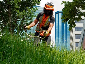 A City of Edmonton maintenance worker trims the grass and weeds at a green space in downtown Edmonton. File photo.