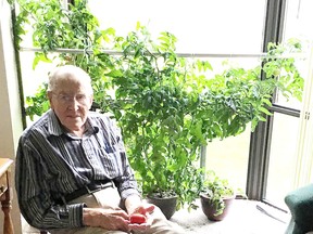 Tom Mather has been growing this tomato plant indoors in his bay window.  In December, there were new shoots coming up from the roots, so he cut the old stem off, planted two slips in another pot and in January he was getting tomatoes from the new shoots.