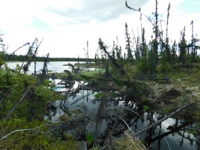 This is a lake that is expanding because of permafrost thaw of the surrounding peatland, photo taken near Fort McPherson, NT.