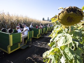 October 2, 2022  The Corn cob express takes rides at the Edmonton Corn Maze on the west edge of Edmonton.