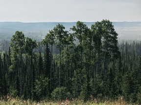 Through its Love Alberta Forests campaign, the AFPA is encouraging Albertans to love their forests. 
  SUPPLIED