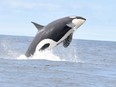 A Southern Resident killer whale swims off the southwest coast of Vancouver Island, British Columbia, Canada, June 30, 2019, in this picture obtained from social media.