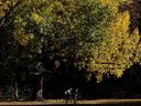 Cyclists make their way through the fall colours in Edmonton's Hawrelak Park on Oct. 11, 2022. 