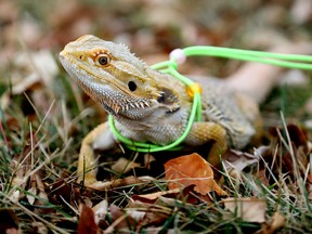 Five-year-old Bearded Dragon Jub Jub takes a walk with owner Renee Nason near 124 Street and 108 Avenue in Edmonton, Thursday, Oct. 13, 2022. Jub Jub is named after Selma Bouvier's pet iguana on The Simpsons.