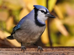 A blue jay is framed by colorful fall leaves at a bird feeder in southwest Edmonton.