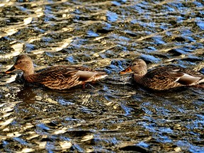 Edmonton Weather: Not Sure I Buy the Forecast, But I Like It 4 Two ducks swim happily on the North Saskatchewan River under the Quesnell Bridge in Edmonton on Wednesday, October 12, 2022.