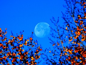 Edmonton Weather: Not Sure I Buy the Forecast, But I Like It 3 The moon is framed by sunlit autumn leaves in the Edmonton River Valley on Wednesday, October 12, 2022.