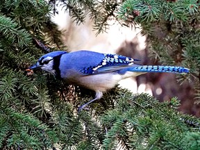 A blue jay feeds at Whitemud Park in Edmonton on Wednesday, October 12, 2022.