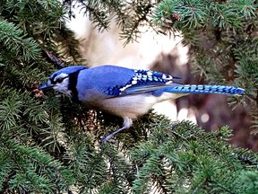 Edmonton Weather: Not Sure I Buy the Forecast, But I Like It 6 A blue jay feeds at Whitemud Park in Edmonton on Wednesday, October 12, 2022.